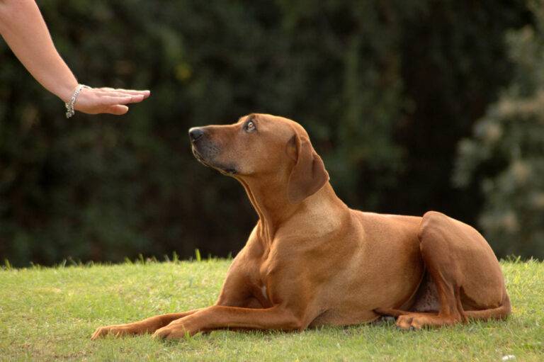 Five Essential Commands Every Dog Should Know