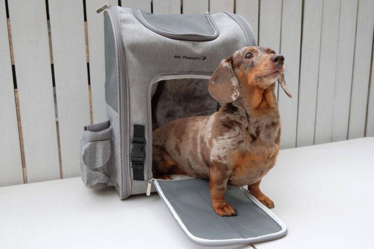 Why Every Dog Deserves a Cozy Ride: The Importance of Dog Carriers