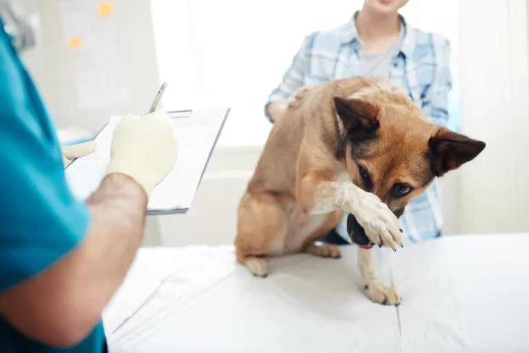 Why Do Dogs Hate The Vet?