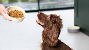 How Much Food Should I Feed My Dog? How Much Food Should I Feed My Dog?