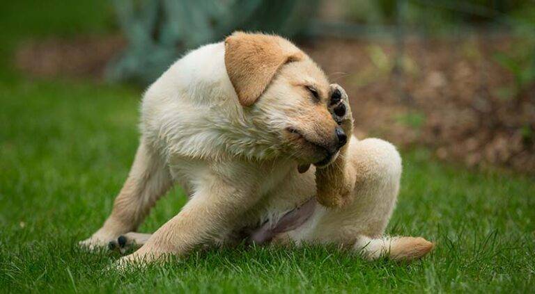 How can I prevent my dog from getting fleas and ticks?