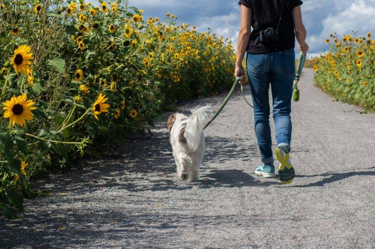 From Fetch to Fashion: Picking the Perfect Leash and Outfit for Your Pup's Personality