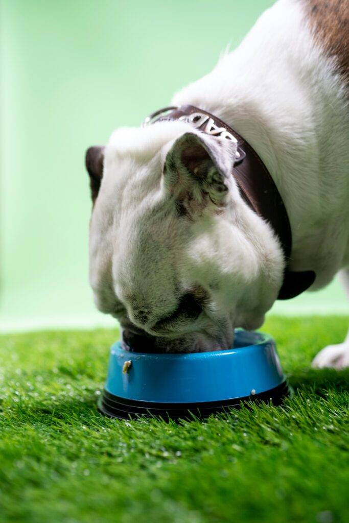 Dry Food vs. Wet Food vs. Raw Food: Choosing the Right Diet for Your Pet