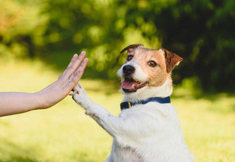 Paws Up for Health: The Ultimate Guide to Keeping Your Dog's Paws Clean and Protected