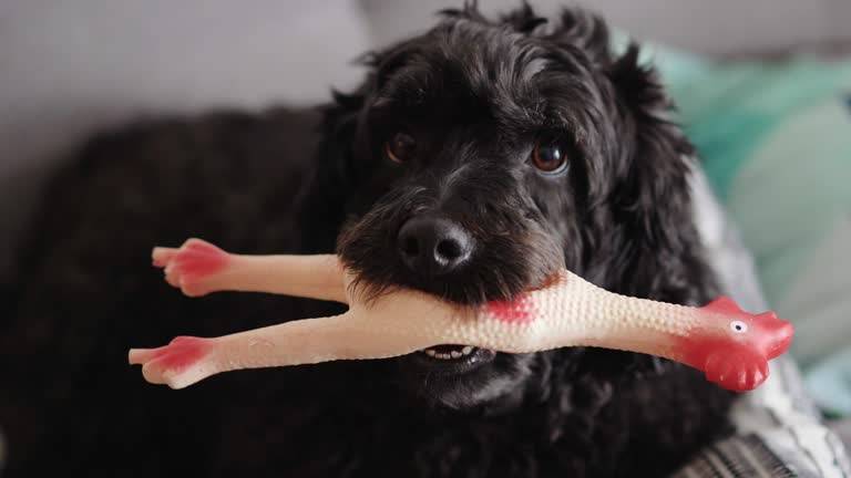 Safe Game, Happy Dog: A Guide to Toy Selection and Use